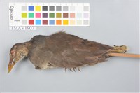 藏品(紅冠水雞)的圖片